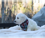 Small Photo #12 Goldendoodle Puppy For Sale in ROUGEMONT, NC, USA