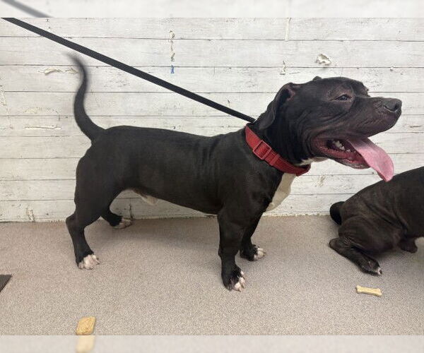 Medium Photo #1 Mutt Puppy For Sale in San Bernardino, CA, USA