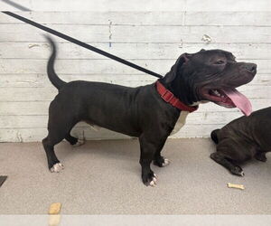 Mutt Dogs for adoption in San Bernardino, CA, USA