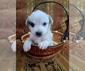 Mutt Dogs for adoption in Holly Springs, NC, USA