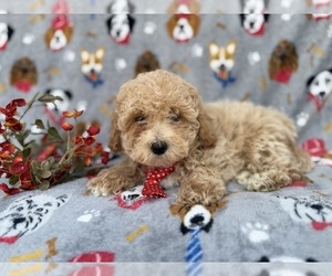 Bichpoo Puppy for sale in LAKELAND, FL, USA