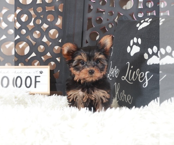 Medium Photo #3 Yorkshire Terrier Puppy For Sale in MOUNT VERNON, OH, USA