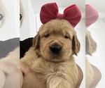 Puppy Pink Golden Retriever