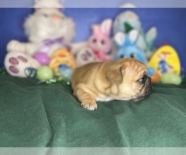 Medium Photo #14 Faux Frenchbo Bulldog Puppy For Sale in HOODSPORT, WA, USA