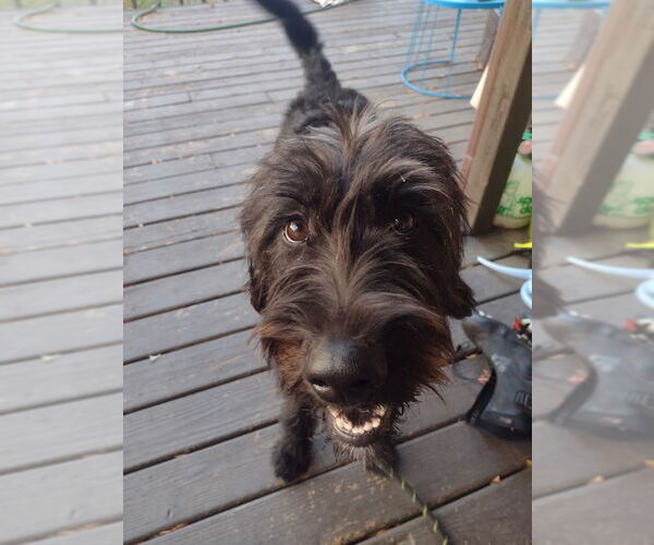 Medium Photo #2 Labrador Retriever-Unknown Mix Puppy For Sale in Minneapolis, MN, USA