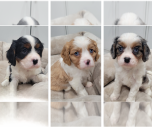 Australian Shepherd-Cavalier King Charles Spaniel Mix Puppy for sale in LEBANON, OR, USA