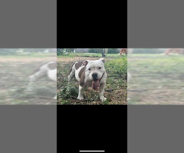 Medium Photo #3 American Staffordshire Terrier-Unknown Mix Puppy For Sale in San Antonio, TX, USA