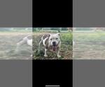 Small Photo #3 American Staffordshire Terrier-Unknown Mix Puppy For Sale in San Antonio, TX, USA