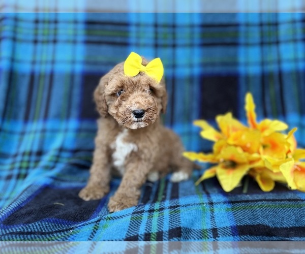 Medium Photo #2 Cavapoo (Miniature) Puppy For Sale in LAKELAND, FL, USA