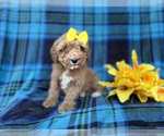 Small #1 Cavapoo (Miniature)