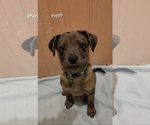 Medium Photo #3 Catahoula Leopard Dog-Labrador Retriever Mix Puppy For Sale in Oakhurst, NJ, USA