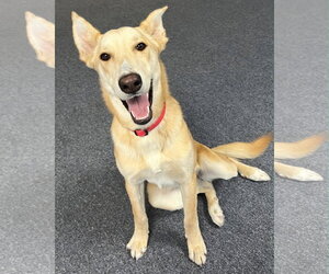 Blondie - Female Labrador Retriever-Unknown Mix Dog for Adoption - Photo #2