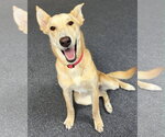 Small #1 Labrador Retriever Mix