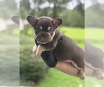 Small #2 French Bulldog
