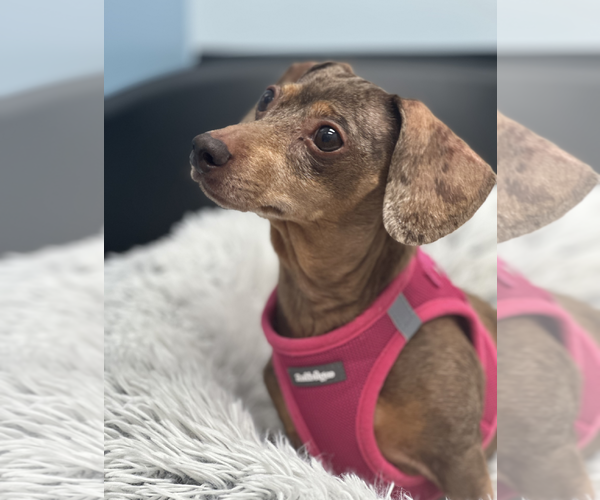 Medium Photo #2 Dachshund Puppy For Sale in Weston, FL, USA