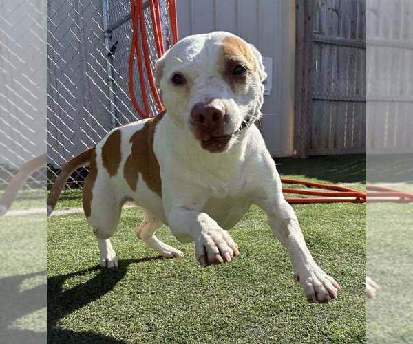 Medium Photo #1 Mutt Puppy For Sale in Raleigh, NC, USA