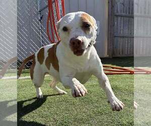 Mutt Dogs for adoption in Raleigh, NC, USA