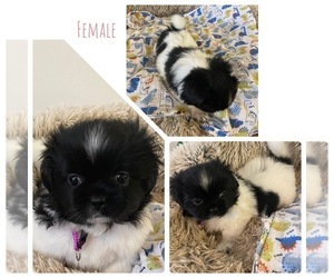 Shih Tzu-Shiranian Mix Puppy for sale in LEBANON, TN, USA