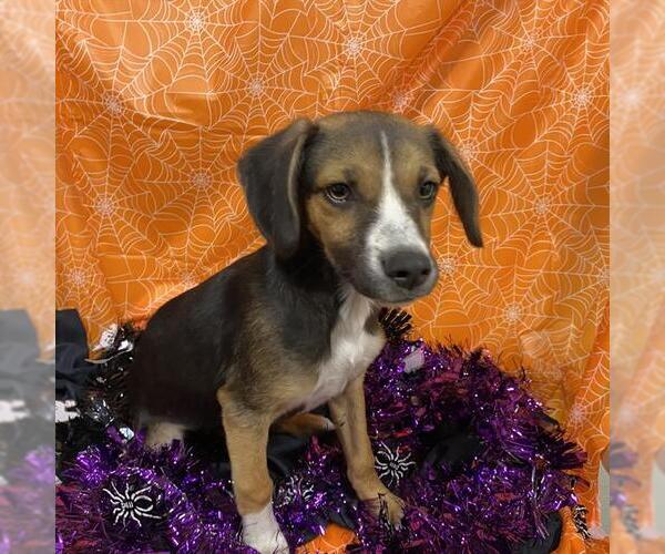 Medium Photo #1 American Foxhound-Unknown Mix Puppy For Sale in Modesto, CA, USA