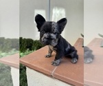 Small #8 French Bulldog