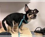 Small Chihuahua
