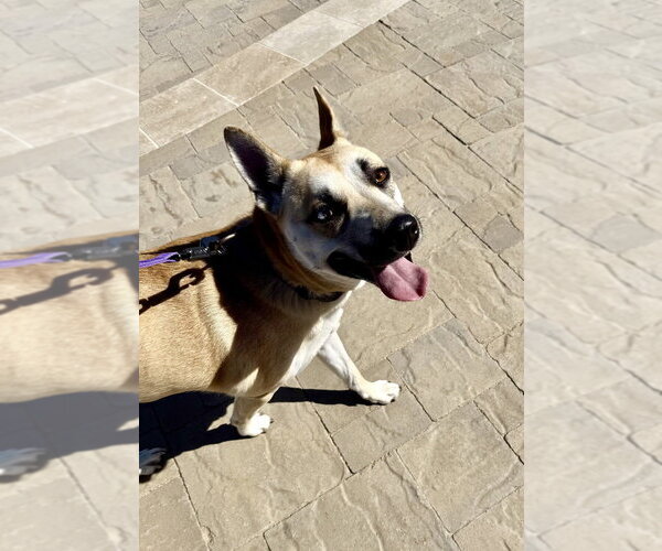 Medium Photo #7 Mutt Puppy For Sale in Banning, CA, USA