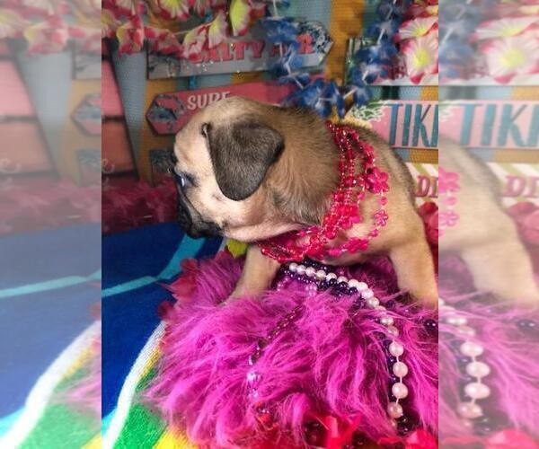 Medium Photo #5 French Bulldog Puppy For Sale in HEATHROW, FL, USA