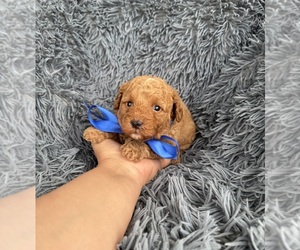 Poodle (Toy) Puppy for sale in JEFFERSONVILLE, IN, USA