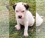 Small Photo #7 American Bandogge Puppy For Sale in TOMBALL, TX, USA