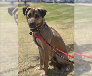 Plott Hound-Unknown Mix Dogs for adoption in phoenix, AZ, USA