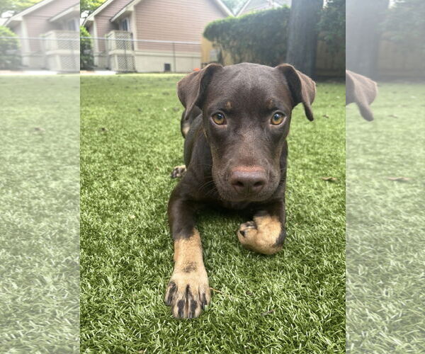 Medium Photo #2 Mutt Puppy For Sale in Hilton Head, SC, USA