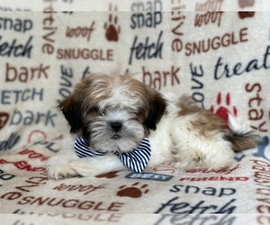 Zuchon Puppy for sale in LAKELAND, FL, USA