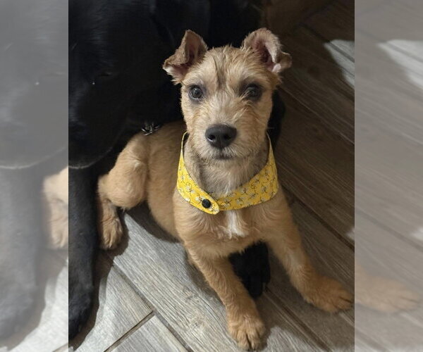 Medium Photo #3 Mutt Puppy For Sale in San Diego, CA, USA