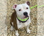 Small #11 American Pit Bull Terrier