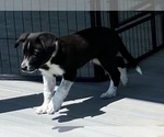 Small Border Collie