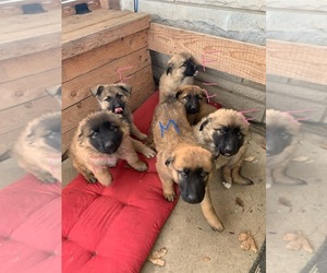 Anatolian Shepherd-German Shepherd Dog Mix Puppy for sale in HANOVER, IN, USA
