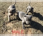 Small Photo #2 American Bully Puppy For Sale in ATOKA, OK, USA