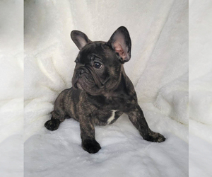French Bulldog Puppy for sale in PINCKNEY, MI, USA