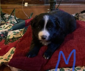Border Collie Puppy for sale in WILLOW SPRINGS, MO, USA