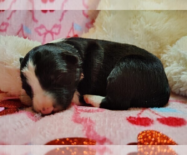 Medium Photo #21 Border Collie Puppy For Sale in NORBORNE, MO, USA