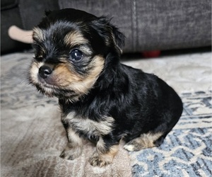 Yorkshire Terrier Puppy for Sale in IOLA, Wisconsin USA