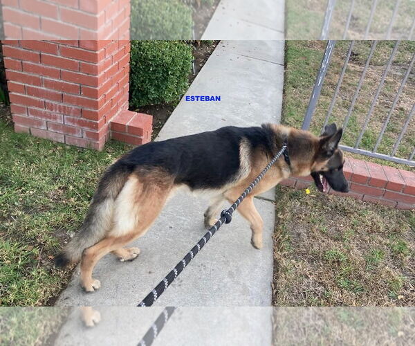 Medium Photo #3 German Shepherd Dog-Unknown Mix Puppy For Sale in Woodland Hills, CA, USA