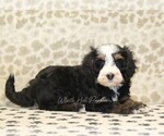 Small #1 Miniature Bernedoodle