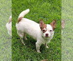 Small #8 Chihuahua