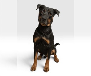 Rottweiler-Unknown Mix Dogs for adoption in Rowlett, TX, USA