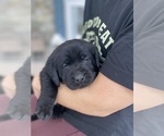 Small #1 Labrador Retriever