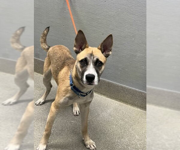 Medium Photo #1 German Shepherd Dog-Unknown Mix Puppy For Sale in Las Vegas, NV, USA