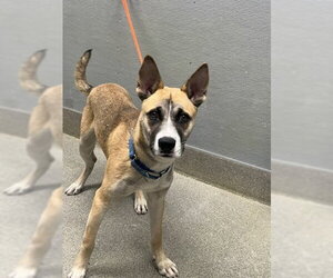 German Shepherd Dog-Unknown Mix Dogs for adoption in Las Vegas, NV, USA