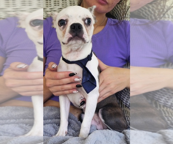 Medium Photo #3 Boston Terrier Puppy For Sale in MINERAL WELLS, WV, USA