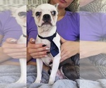 Small #2 Boston Terrier
